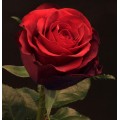 Roses - Luna Rossa